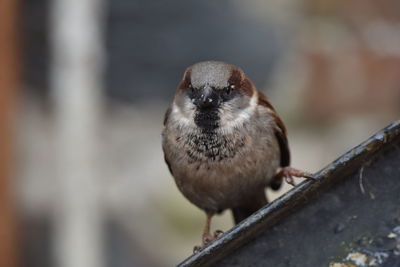 Close-up of bird perching outdoors