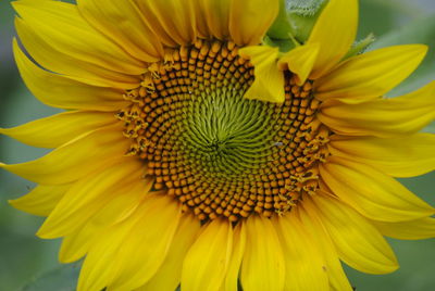 Close-up of sunflower