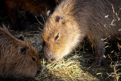 Close-up of two capybara 
