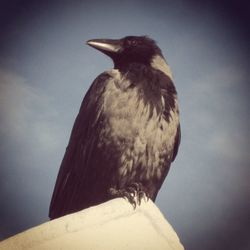 Close-up of bird perching against sky