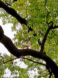 Low angle view of trees