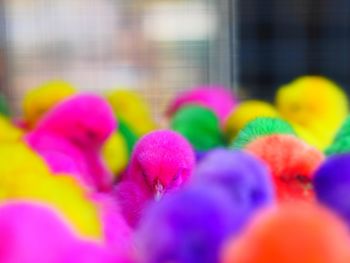Close-up of pink flowering plants