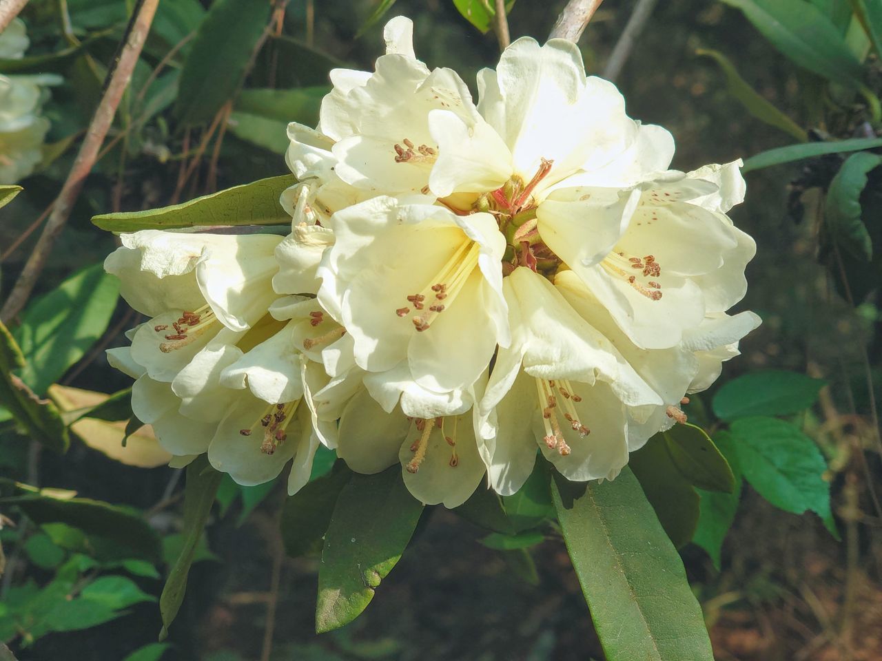 CLOSE-UP OF WHITE ROSE FLOWER