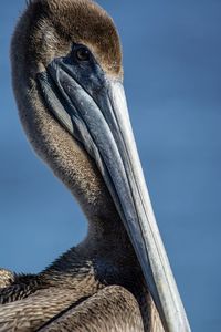 Close-up of a bird