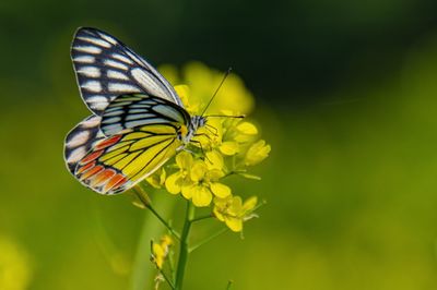 Close-up of butterfly pollinating on flower