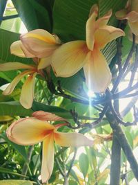 Close-up of day lily blooming outdoors