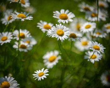 Close-up of white daisy flowers