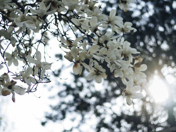Low angle view of cherry blossoms