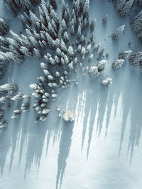 Full frame shot of snow covered pine trees in forest 