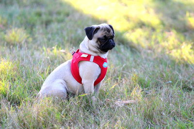 Pug sitting on grass