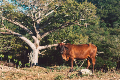 Cow standing in a field