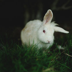 Rabbit on grassy field