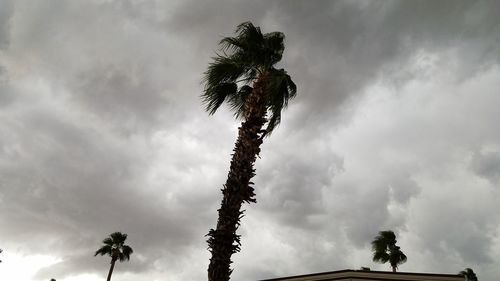 Low angle view of palm tree against cloudy sky