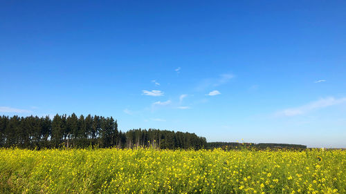 Scenic view of field against blue sky