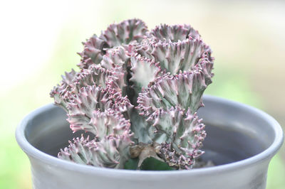 Close-up of purple flowering plant in pot