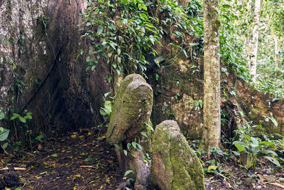 View of tree trunk in forest