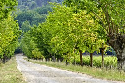 Trees growing by empty road