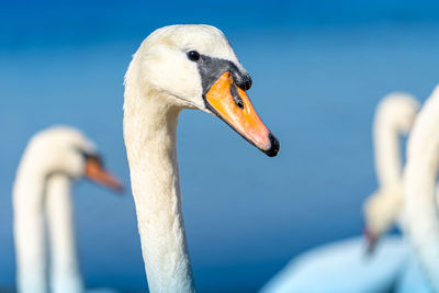 Close-up of swan