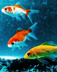 Close-up of fish underwater