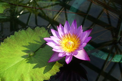 Close-up of lotus water lily in pond