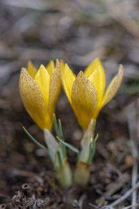 Close-up of yellow crocus flower on field