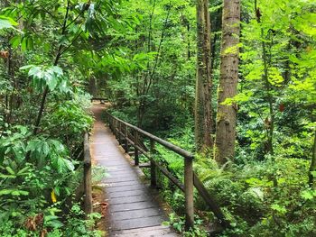 Walkway amidst trees in forest