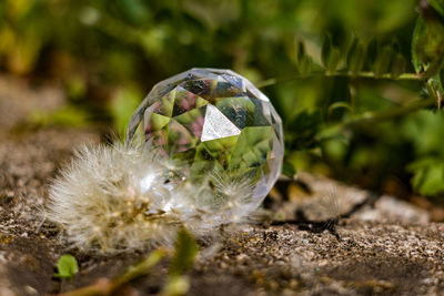 Close-up of white dandelion flower on land