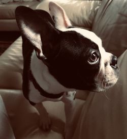 Close-up of a dog lying on bed at home