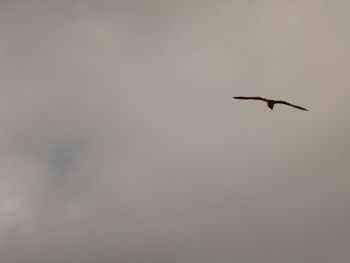 Low angle view of silhouette bird flying against sky