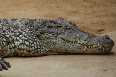 Close-up of crocodile