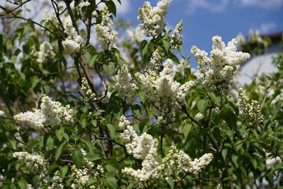 Close-up of white flowering plants