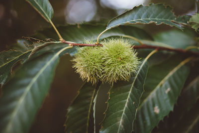 Close-up of chestnuts growing on tree