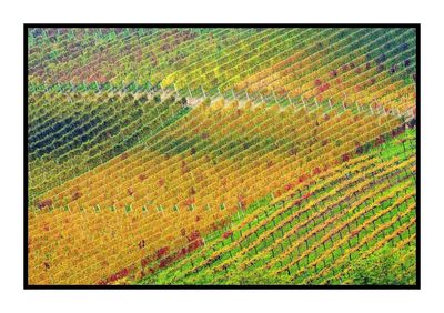 Full frame shot of multi colored plants