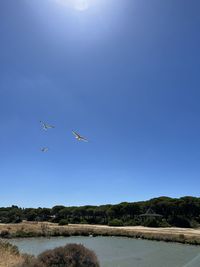 Low angle view of bird flying against clear blue sky