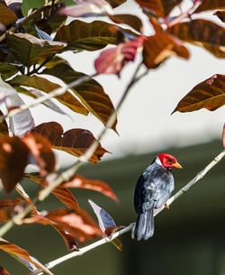 Low angle view of birds perching on plant