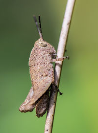 Close-up of insect on twig