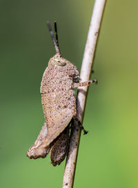 Macro shot of little brown grasshopper