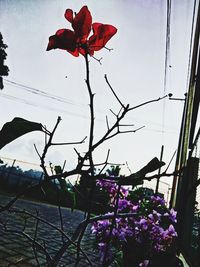 Low angle view of red flowering plants against sky