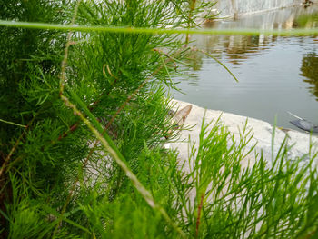 Scenic view of lake