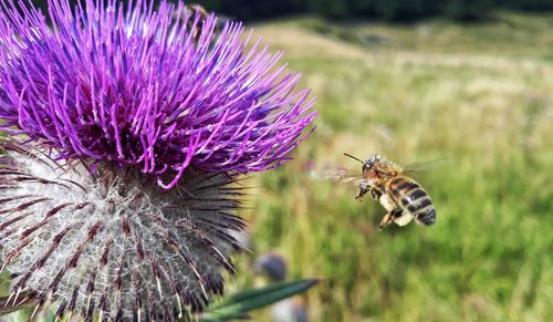 Close-up of bee on purple flower