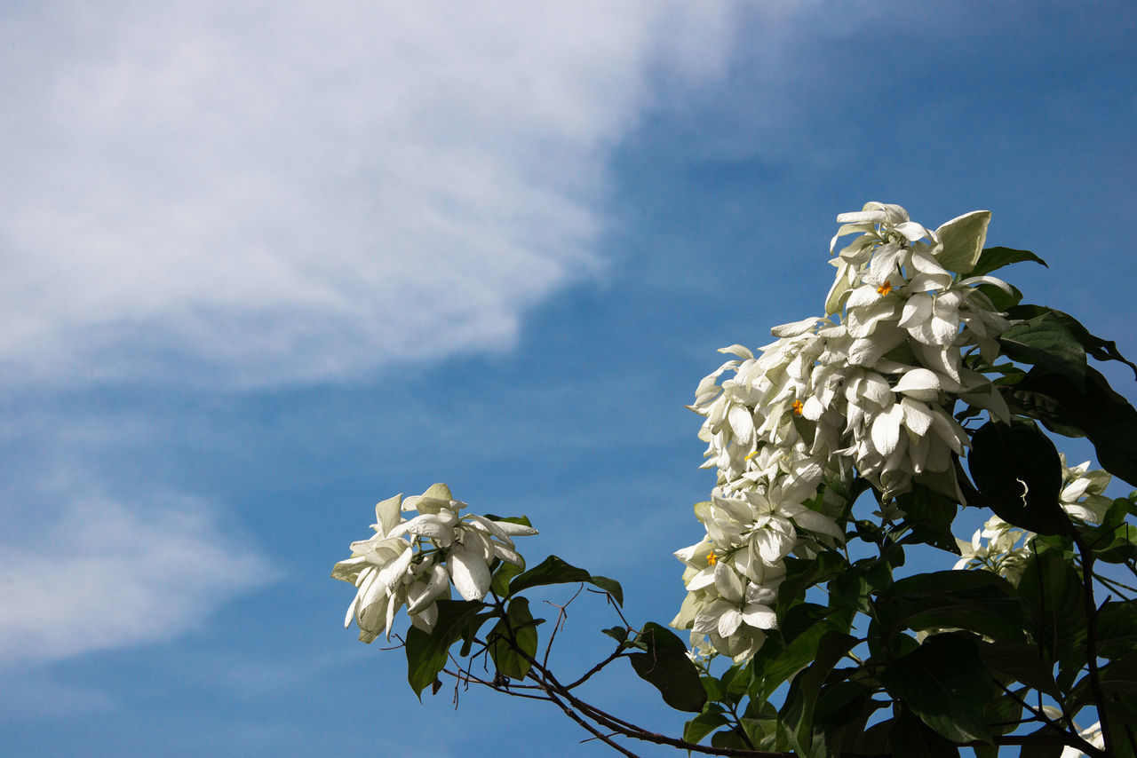 Vietnam, southern flowers