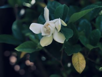 Close-up of white flowering plant