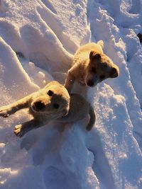 High angle view of puppies on snowy land