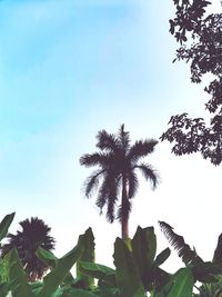 Low angle view of palm trees against clear blue sky