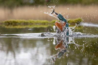 Kingfisher hunting fish in lake