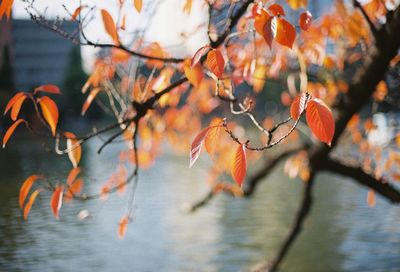 Close-up of water drops on tree during autumn