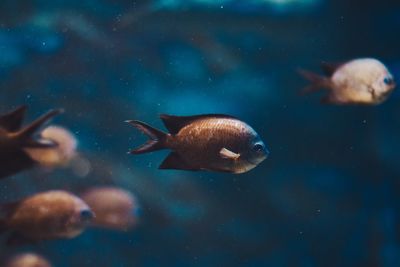 Close-up of fish swimming in sea