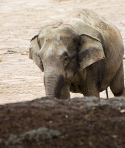 Elephant standing in a field