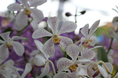 Close-up of purple flowering plant