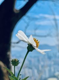Close-up of insect on plant